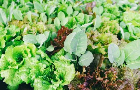 Fresh vegetables background lettuce leaf in the garden food organic vegetable Stock Photos