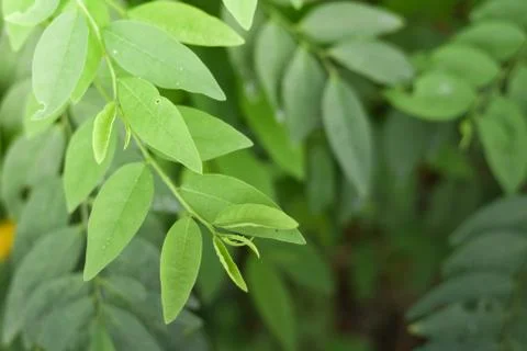 Fresh vegetables in the backyard. Stock Photos