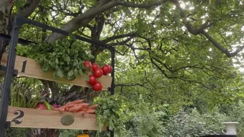 Fresh vegetables in beautiful boxes under the tree Stock Footage 169660455