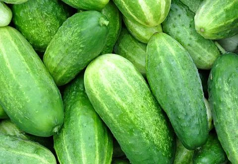 Fresh vegetables cucumbers Stock Photos