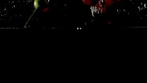 Fresh vegetables falling into water super slow motion shot against black backgro Stock Footage 75290958