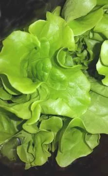 Fresh vegetables isolated 스톡 사진