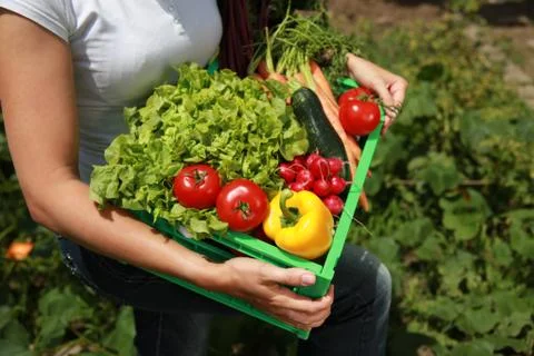 Fresh vegetables Stock Photos