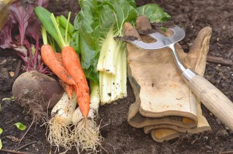 Fresh vegetables Stock Photos