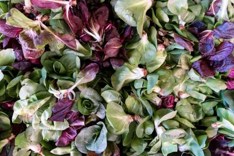 Fresh vegetables 写真素材