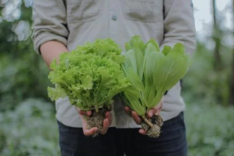 Fresh vegetables Foto stock