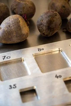 Fresh vegetables processing equipment after harvesting, size sorting of red.. Stock Photos