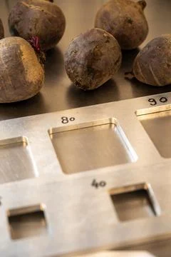 Fresh vegetables processing equipment after harvesting, size sorting of red.. Stock Photos