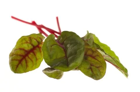 Fresh vegetables - spinach beet Stock Photos