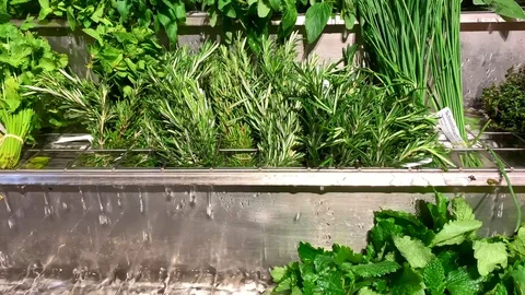 Fresh Vegetables with Water Stockbeeldmateriaal 111309439