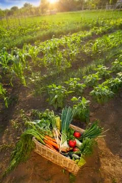 Fresh vegetables in wicker stack 스톡 사진