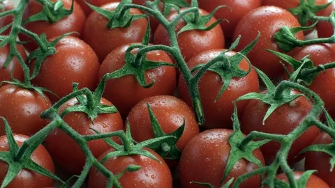 Fresh vegetables.Washed cherry tomato  Stock Footage 87251265