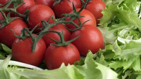 Fresh vegetables.Washed cherry tomato with letuce Stock Footage 87237511