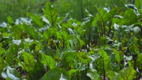 Fresh Vibrant Beetroot Leaves Growing in an Organic Garden Soil Plot Stock Footage 337425213