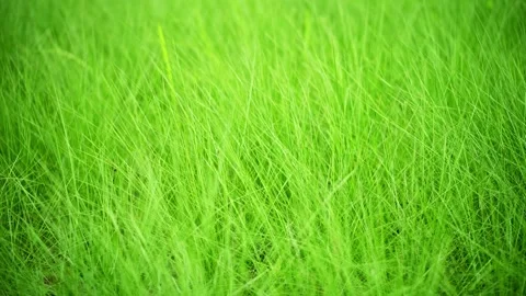 Fresh vibrant green grass texture background for spring and summer nature 4K25p Vidéo 336649769