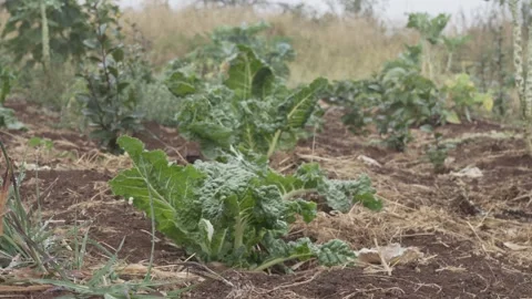 Fresh, vibrant green kale vegetable in a garden. Stock Footage 319987763