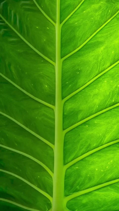 Fresh vibrant green leaf macro close up detail view. Stock Footage 336813988