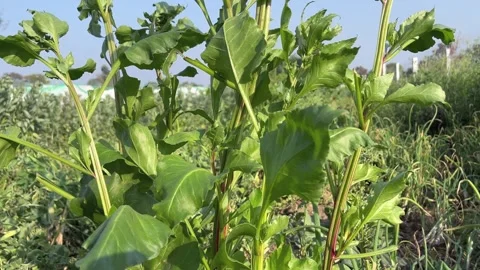 Fresh vibrant green leafy vegetable plants growing in an organic farm Stock Footage 328506216