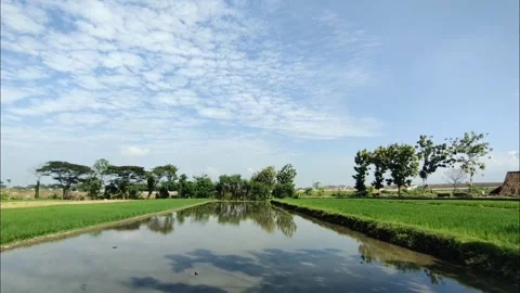 A Fresh View of The Irrigated Rice Fields Stock Footage 278846082