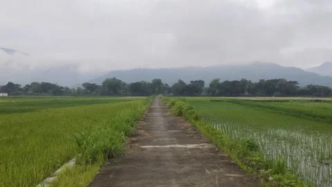 A Fresh View of Rice Fields and A Village Road Stock Footage 297646744