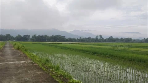 A Fresh View of Rice Fields and A Village Road Stock Footage 297646857