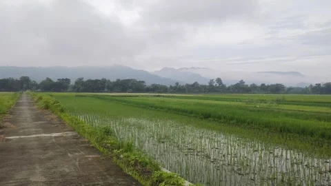 A Fresh View of Rice Fields and A Village Road Stock Footage 297646929