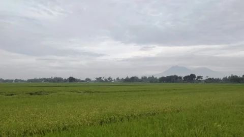 A Fresh View of The Rice Fields Landscape Stock Footage 297646718