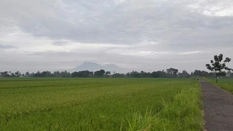 A Fresh View of The Rice Fields Landscape Stock Footage 297646752
