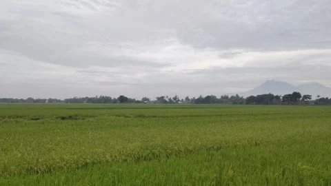 A Fresh View of The Rice Fields Landscape Stock Footage 297646779