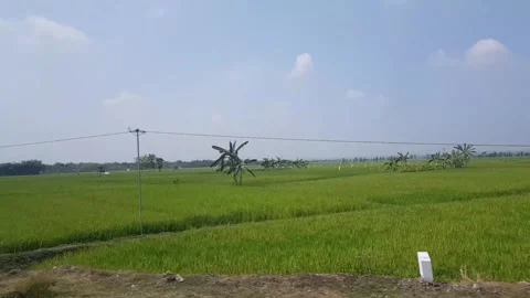 Fresh views of green rice fields Stock Footage 322019774