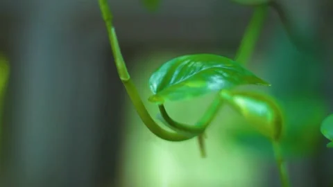 Fresh vines Stock Footage 236341162