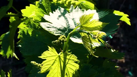 Fresh Vineyard Foliage in Soft Sunset Glow Stock Footage 344954313