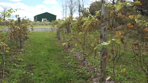 Fresh vineyard growing (3 of 9) Stock Footage 33907994