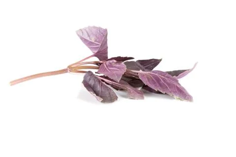 Fresh violet basil Stock Photos