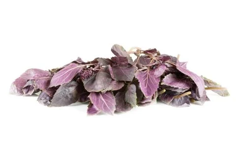 Fresh violet basil Stock Photos