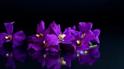 Fresh violet clematis blooms with mirror reflection on black background Stock Footage 340415582