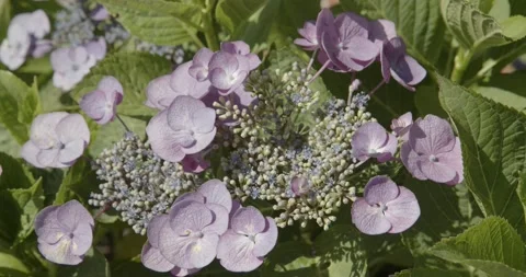 Fresh violet Hydrangea serrata on garden Видео 134390882