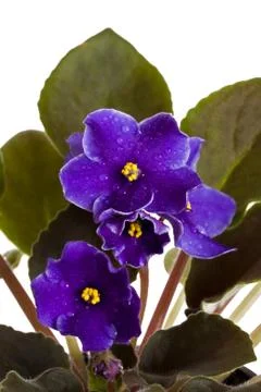 Fresh violets Stock Photos