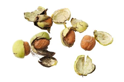 Fresh walnut halves scattered on white background Stock Photos