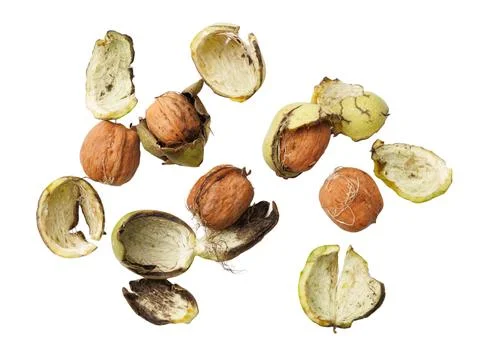 Fresh walnut halves scattered on white background Stock Photos