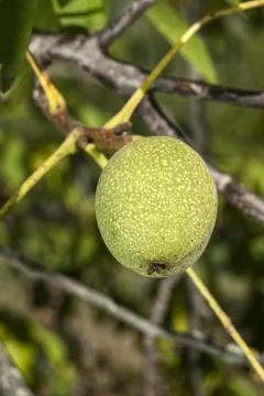 Fresh walnut  Stock Photos