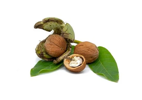 Fresh walnut with shell isolated on white background 写真素材