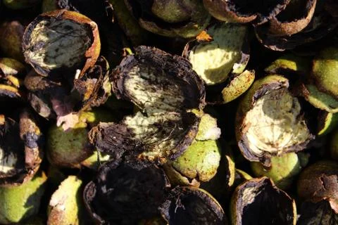 Fresh walnut shells Stock Photos