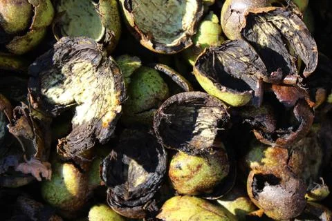 Fresh walnut shells Stock Photos
