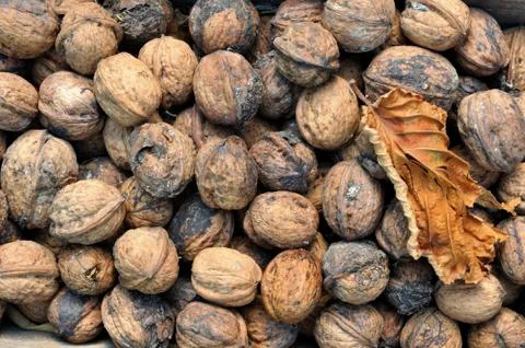Fresh walnuts background Stock Photos