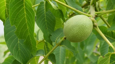 Fresh walnuts Stock Footage 93116517