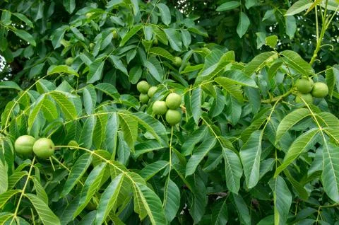 Fresh walnuts hanging on a tree Stock Photos