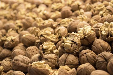 Fresh Walnuts In Shell Close Up Stock Photos