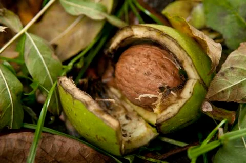 Fresh walnuts from tree Stock Photos