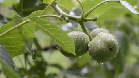 Fresh walnuts under rain Stock Footage 91802356